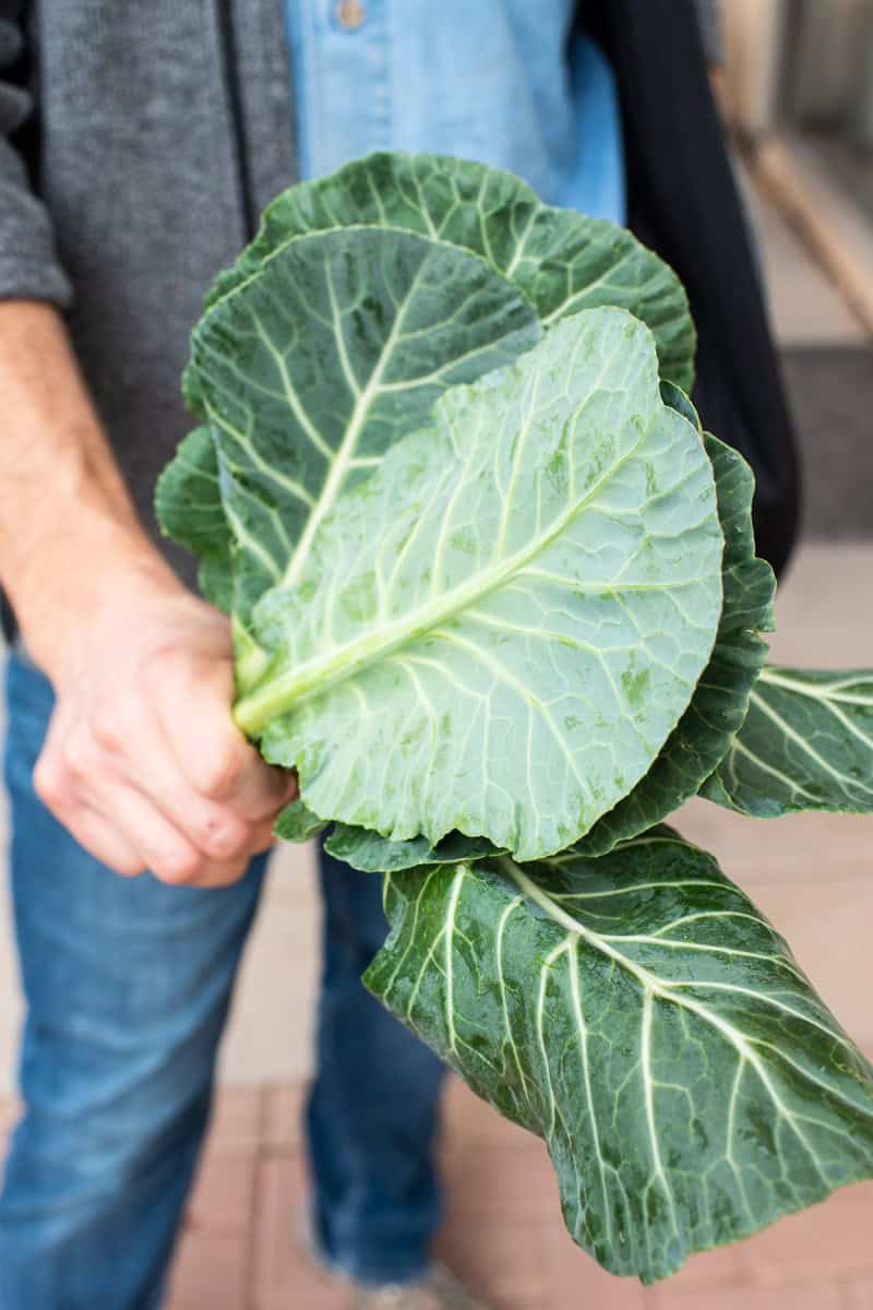 raw collard green leaves