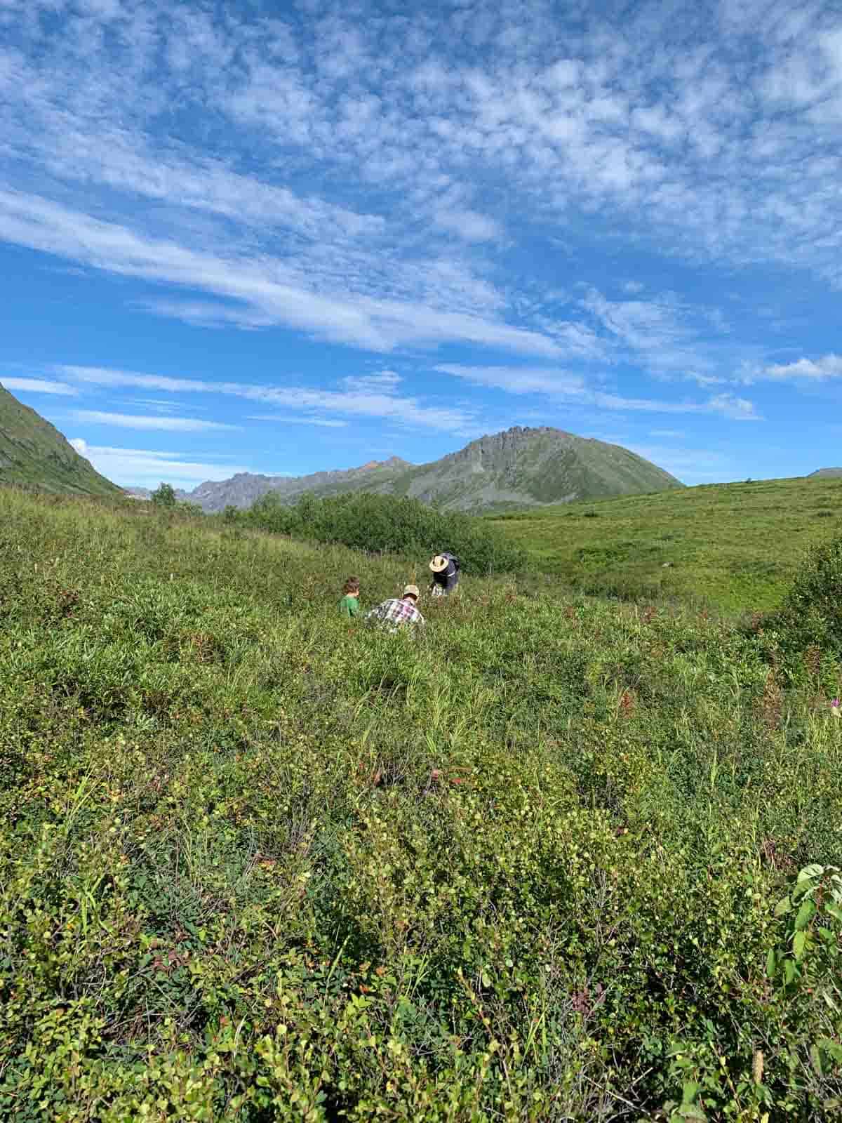 picking blueberries in Hatcher's Pass Alaska