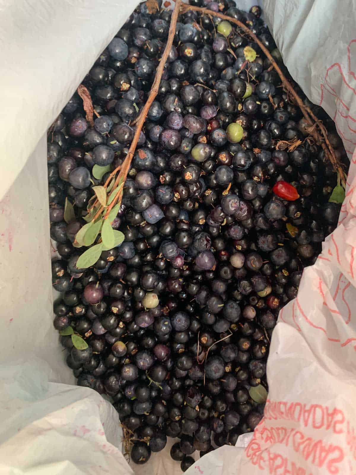 wild picked blueberries